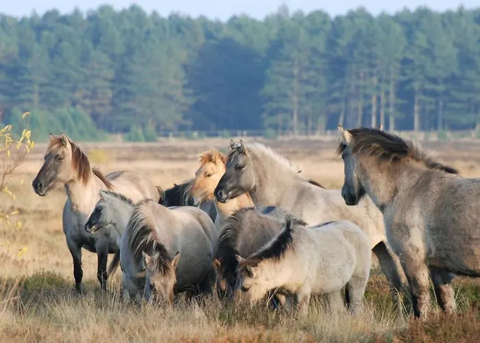 Kuestenhaus Silbermoewe Дом отдыха *